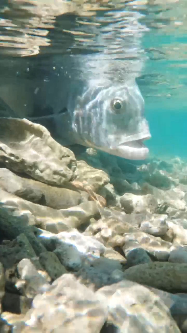 Chieftain Video Poster